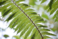 Sphaeropteris horrida