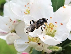Chalcosyrphus anthreas