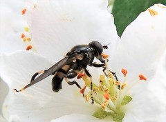 Chalcosyrphus anthreas