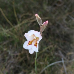 Gladiolus martleyi