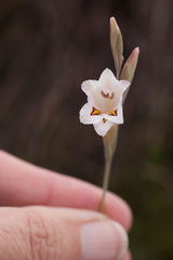 Gladiolus martleyi