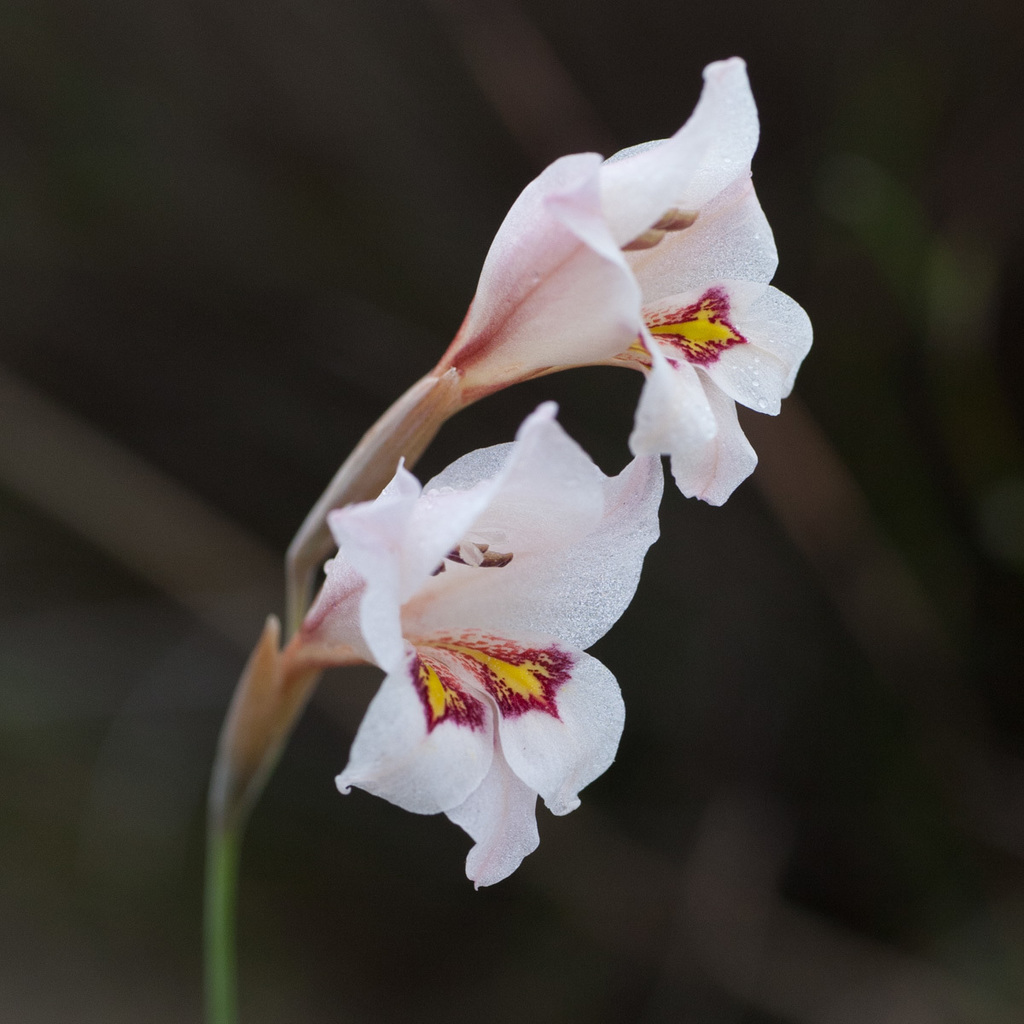 Martleys Gladiolus