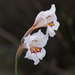 Gladiolus martleyi - Photo (c) Carina Lochner, μερικά δικαιώματα διατηρούνται (CC BY-NC), uploaded by Carina Lochner