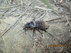 Carabus cicatricosus