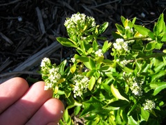Lepidium oleraceum