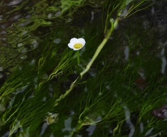 Ranunculus pseudofluitans