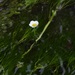 Ranunculus pseudofluitans - Photo (c) Elio Giacone,  זכויות יוצרים חלקיות (CC BY-NC), הועלה על ידי Elio Giacone