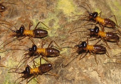 Constrictotermes cavifrons