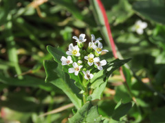 Calepina irregularis