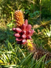 Pinus cooperi