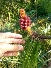 Pinus cooperi