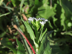 Calepina irregularis