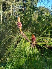 Pinus cooperi