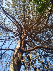 Pinus cooperi
