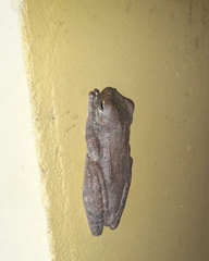 Itapotihyla langsdorffii