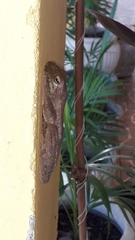 Itapotihyla langsdorffii