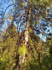 Pinus cooperi