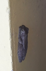 Itapotihyla langsdorffii