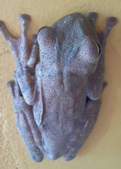 Itapotihyla langsdorffii