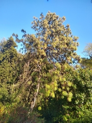 Pinus cooperi