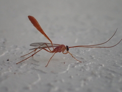 Enicospilus
