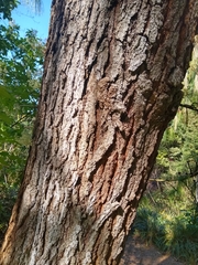 Pinus cooperi