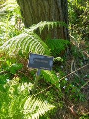 Pinus cooperi