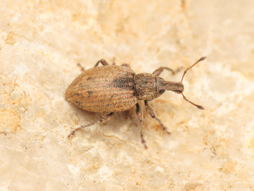 Graptus nictitans