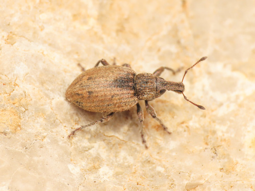 Graptus nictitans