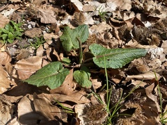 Rumex obtusifolius