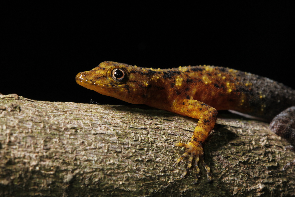 Moon Rabbit Rock Gecko