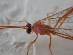 Enicospilus