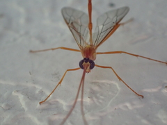 Enicospilus