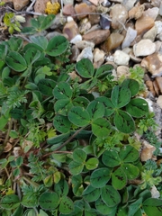 Trifolium subterraneum