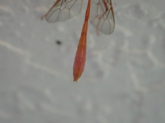 Enicospilus