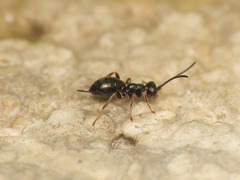 Phygadeuontinae