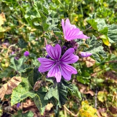 Malva sylvestris