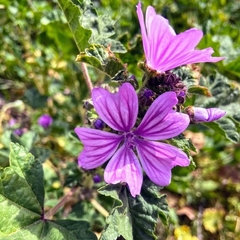 Malva sylvestris
