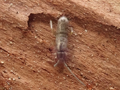 Pogonognathellus flavescens