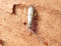 Pogonognathellus flavescens