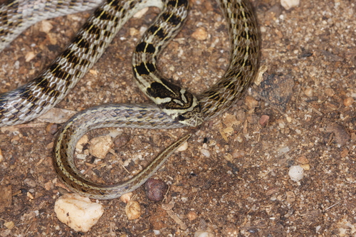 Photo of a Theobald's Kukri Snake (Oligodon theobaldi)