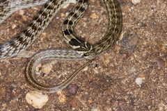 Theobald's Kukri Snake photo 2