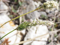 Sesleria