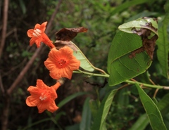 Cordia fitchii