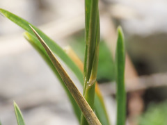 Sesleria