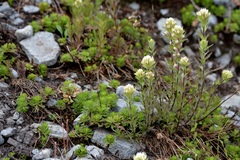 Castilleja parviflora albida