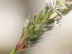 Sesleria