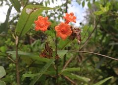 Cordia fitchii