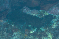 Epinephelus ongus