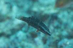 Oxycheilinus orientalis